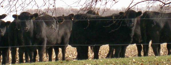 cattle header.JPG