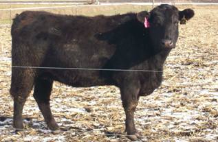 heifer.JPG