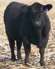 danaheifer.JPG